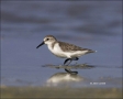Western-Sandpiper;Sandpiper;Calidris-mauri;shorebirds;one-animal;close-up;color-