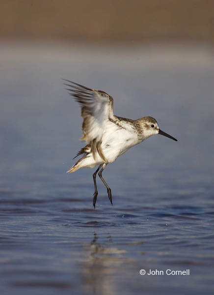 Western Sandpiper;Florida;Southeast USA;Calidris mauri;shorebirds;one animal;close-up;color image;nobody;photography;day;outdoors;Wildlife;birds;animals in the wild;beach;foraging;water;Flying bird;One animal;Close-up;Color image;Outdoors;Birds;Animals in the wild;Flight;action;active;aloft;in flight;motion;movement;winged;wings;behavior;Close up;close up