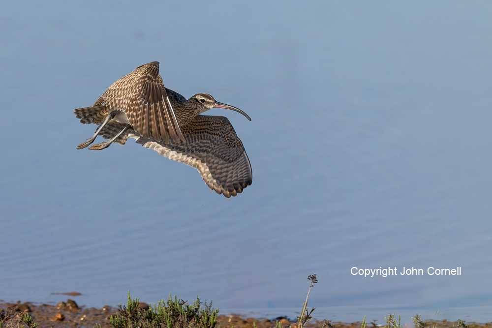 Flying Bird;Numenius phaeopus;Photography;Shorebird;Whimbrel;action;active;aloft;behavior;birds;color image;flight;fly;flying;foraging;hunting;in flight;motion;movement;one animal;soar;soaring;wing;winged;wings