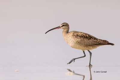 Mumenius-phaeopus;One;Shorebird;Whimbrel;avifauna;beach;bird;birds;color-image;c
