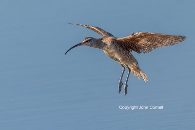 Flying-Bird;Numenius-phaeopus;Photography;Whimbrel;action;active;aloft;behavior;