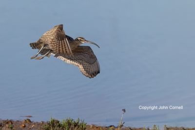 Flying-Bird;Numenius-phaeopus;Photography;Shorebird;Whimbrel;action;active;aloft