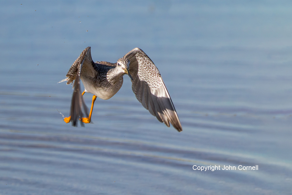 Flying Bird;Greater Yellowlegs;Photography;Shorebird;Tringa melanoleuca;Yellowlegs;action;active;aloft;behavior;birds;color image;flight;fly;flying;foraging;hunting;in flight;motion;movement;one animal;soar;soaring;wing;winged;wings