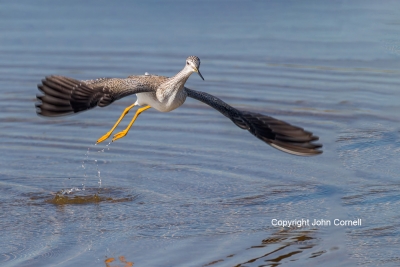 Flying-Bird;Greater-Yellowlegs;Photography;Shorebird;Tringa-melanoleuca;Yellowle