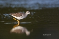 Lesser-Yellowlegs;Yellowlegs;Tringa-flavipes;Shorebird;shorebirds;closeup;color-