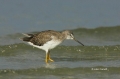 Greater-Yellowlegs;Tringa-melanoleuca;Yellowlegs;Shorebird;Shorebirds;one;one-an