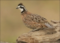 Quail;Male;Southwest-USA;Texas;Northern-Bobwhite;Colinus-virginianus;one-animal;