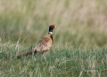 Pheasant;Phasianus-colchicus;one-animal;close-up;color-image;photography;day;bir