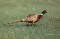 Pheasant;Phasianus-colchicus;one-animal;close-up;color-image;photography;day;bir