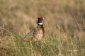 Pheasant;Phasianus-colchicus;Ring-necked-Pheasant;Sandhills;Prairie;Grasslands