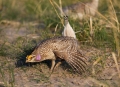 Grouse;Tympanuchus-phasianellus;Sharp-tailed-Grouse;One;one-animal;avifauna;bird