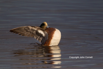American-Wigeon;Anas-americana;Duck;One;Waterfowl;avifauna;bird;birds;color-imag