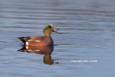 American-Wigeon;Anas-americana;One;avifauna;bird;birds;color-image;color-photogr