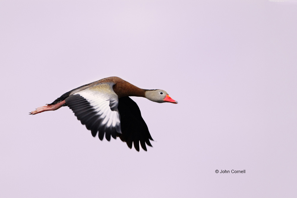 Black-bellied Whistling Duck;Dendrocygna autumnalis;Duck;Flying Bird;action;active;aerodynamic;behavior;color image;color photograph;flight;flying;glide;gliding;in flight;soar;soaring;wing;winged;wings