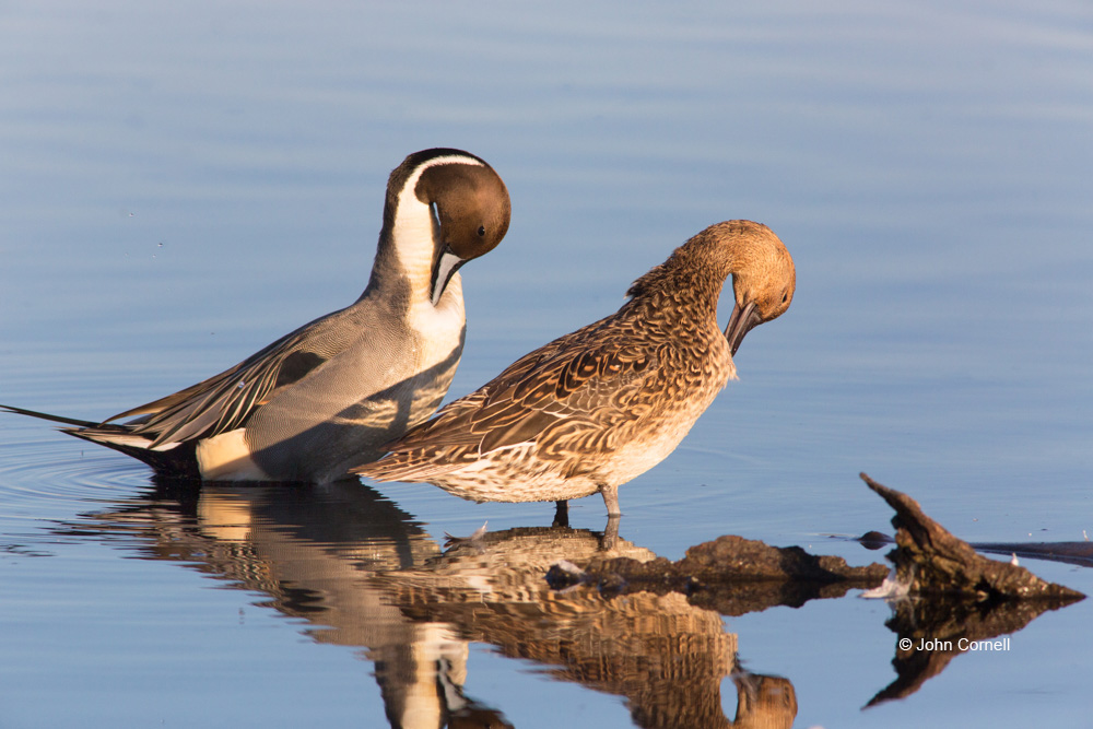 Anas acuta;Blue Water;Duck;Female;Male;Northern Pintail;Preening;Reflection;Waterfowl;aquatic;avifauna;color image;color photograph;feather;feathered;natural;outdoor;outdoors;wilderness;wildlife