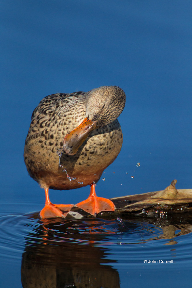 Anas clypeata;Blue Water;Female;Northern Shoveler;One;Preening;Wing Stretch;avifauna;bird;birds;color image;color photograph;feather;feathered;feathers;natural;nature;outdoor;outdoors;wild;wilderness;wildlife