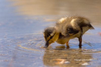 Anas-platyrhynchos;Duckling;Mallard;One;avifauna;bird;birds;chick;color-image;co