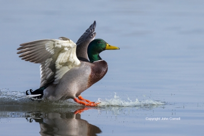 Anas-platyrhynchos;Duck;Flying-Bird;Landing;Male;Mallard;One;Photography;action;