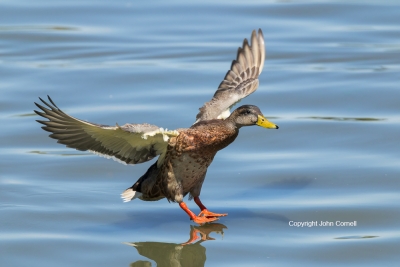 Anas-platyrhynchos;Female;Flying-Bird;Landing;Mallard;Photography;action;active;