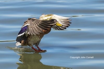 Anas-platyrhynchos;Female;Flying-Bird;Landing;Mallard;Photography;action;active;