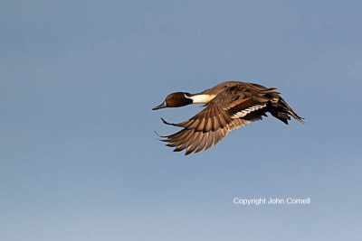 Anas-acuta;California;Duck;Llano-Seco-NWR;Northern-Pintail;One;avifauna;bird;bir