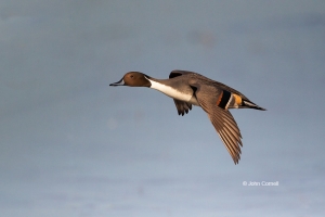 Anas-acuta;California;Duck;Flying-Bird;Llano-Seco-NWR;Northern-Pintail;One;Photo