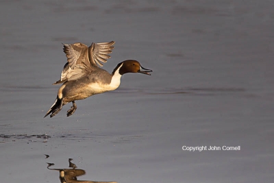 Anas-acuta;California;Colusa-National-Wildlife-Refuge;Duck;Northern-Pintail;One;