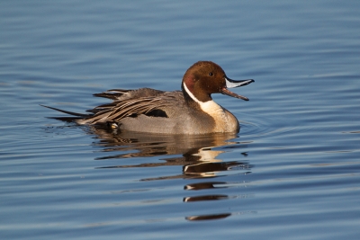 Anas-acuta;Duck;Northern-Pintail;One;avifauna;bird;birds;color-image;color-photo