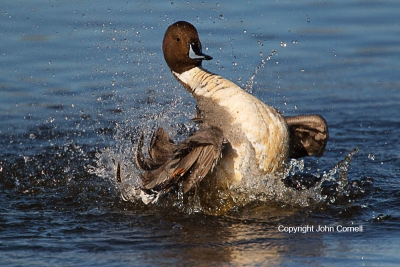 Anas-acuta;Duck;Northern-Pintail;One;avifauna;bird;birds;color-image;color-photo