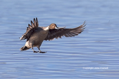 Anas-acuta;Duck;Flying-Bird;Landing;Northern-Pintail;One;Photography;action;acti