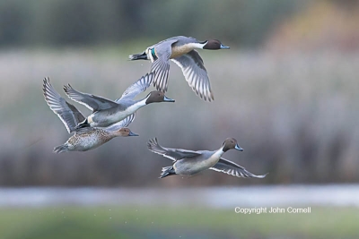 Anas-acuta;Breeding-Behavior;Breeding-Display;Duck;Flying-Bird;Northern-Pintail;