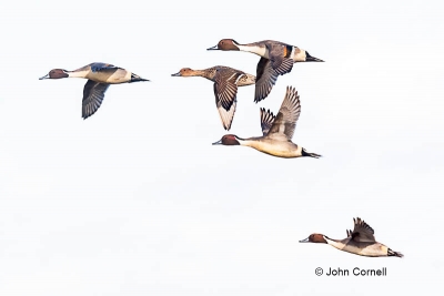 Anas-acuta;Breeding-Behavior;Breeding-Display;Duck;Flying-Bird;Northern-Pintail;