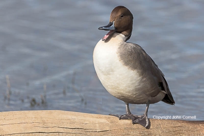 Anas-acuta;Duck;Northern-Pintail;One;avifauna;bird;birds;color-image;color-photo