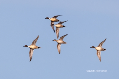 Anas-acutas;Courtship;Courtship-Behavior;Courtship-Ritual;Flying-Bird;Northern-P