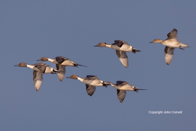 Anas-acutas;Courtship;Courtship-Behavior;Courtship-Ritual;Flying-Bird;Northern-P