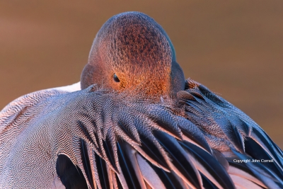 Anas-acuta;Duck;Northern-Pintail;One;Sunset;avifauna;bird;birds;close-up;color-i