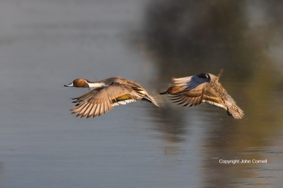 Anas-acuta;Duck;Northern-Pintail;flight;Flying-bird;Flying-Bird;Photography;acti