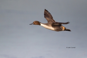 Anas-acuta;California;Duck;Llano-Seco-NWR;Northern-Pintail;One;avifauna;bird;bir