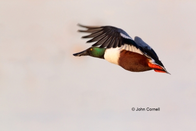 Anas-clypeata;California;Duck;Flying-Bird;Landing;Llano-Seco-NWR;Male;Northern-S