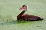 Animals-in-the-Wild;Black-bellied-Whistling-Duck;Dendrocygna-autumnalis;One;Phot