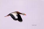 Black-bellied-Whistling-Duck;Dendrocygna-autumnalis;Duck;Flying-Bird;action;acti