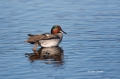 Anas-crecca;Green-winged-Teal;Male;One;Teal;avifauna;bird;birds;color-image;colo