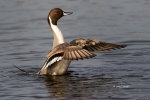 Anas-acuta;Duck;Male;Northern-Pintail;One;Wing-Stretch;avifauna;bird;birds;color