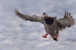 Anas-platyrhynchos;Duck;Flying-Bird;Mallard;Photography;action;active;aloft;beha