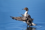 Anas-acuta;Blue-Water;Duck;Northern-Pintail;One;avifauna;bird;birds;color-image;