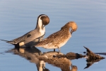 Anas-acuta;Blue-Water;Duck;Female;Male;Northern-Pintail;Preening;Reflection;Wate