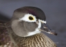 Wood-Duck;Duck;Aix-sponsa;portrait;one-animal;close-up;color-image;nobody;photog