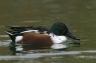 Northern-Shoveler;Duck;Anas-clypeata;one-animal;close-up;color-image;nobody;phot