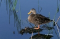 Mottled-Duck;Duck;Anas-fulvigula;One;one-animal;avifauna;bird;birds;feather;feat