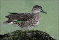 Florida;Southeast-USA;Green-winged-Teal;Duck;Female;Anas-crecca;one-animal;close
